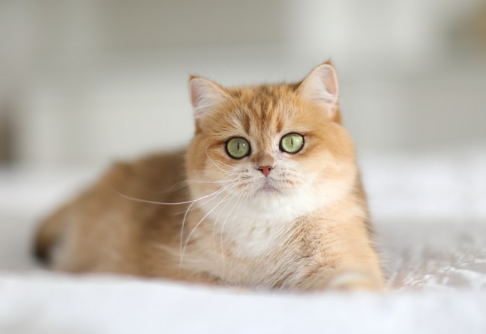 Vikki Viktoria NatalyLand's of LorettaBritish Vikki Viktoria NatalyLand's of LorettaBritish