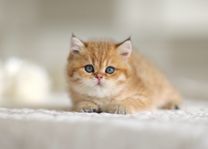 CharLeigh Violet CharLeigh Violet