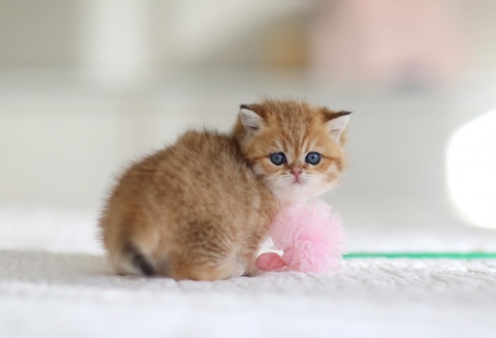 CharLeigh Violet CharLeigh Violet