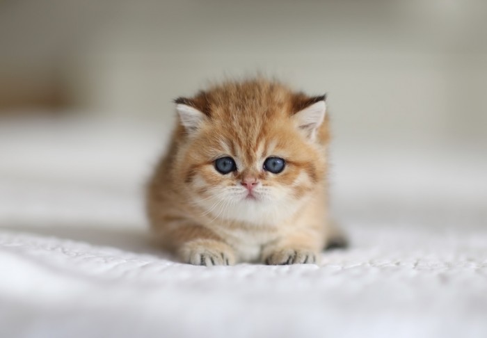 CharLeigh Violet CharLeigh Violet