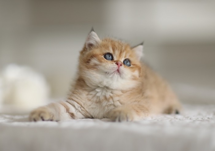 CharLeigh Violet CharLeigh Violet