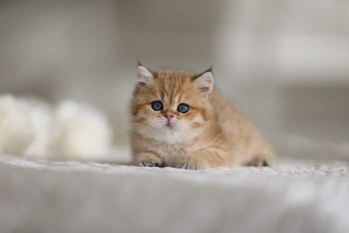 CharLeigh Violet CharLeigh Violet