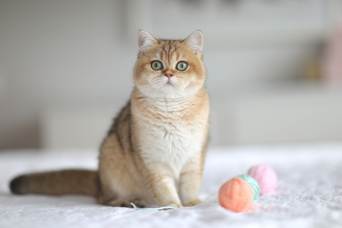 Nellie LorettaBritish